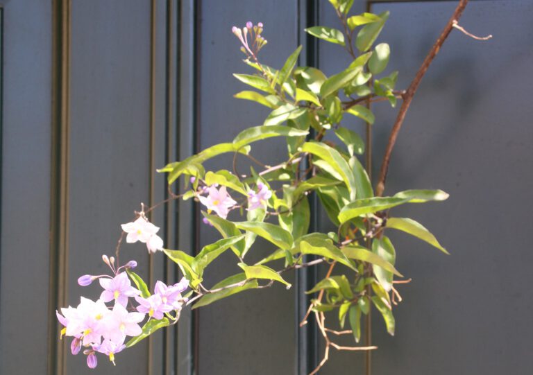 Die lieben kleinen Dinge