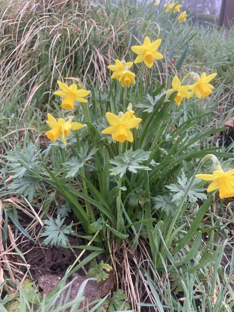 Frühlingsmeditation