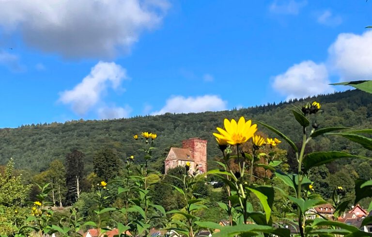 Sonnengelbe Verneigung