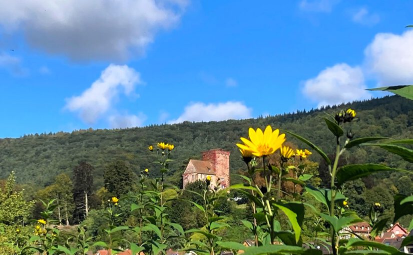 Sonnengelbe Verneigung